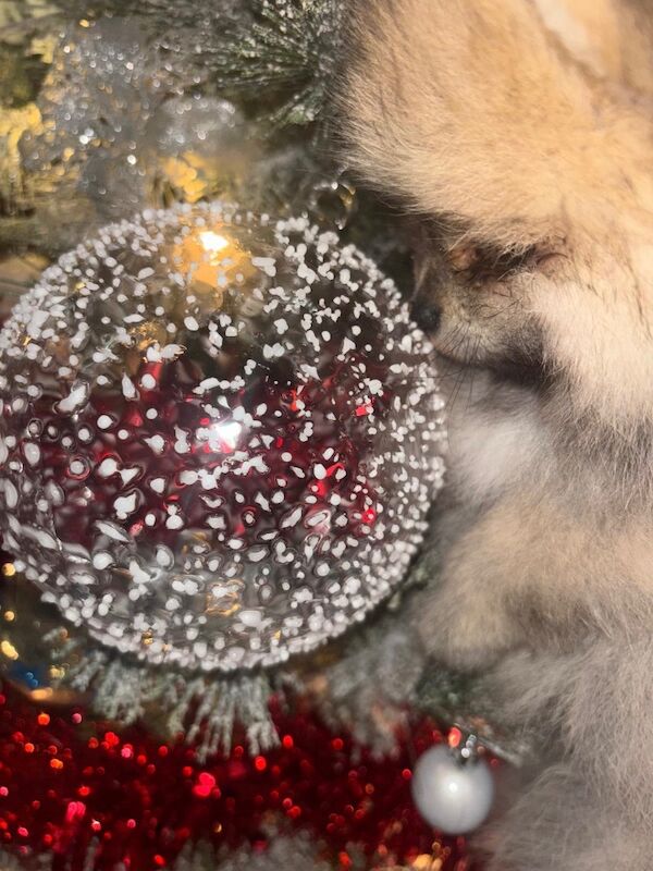 Pomeranian puppies for sale in Bedford, Bedfordshire – 12 weeks old - Image 5 of 15