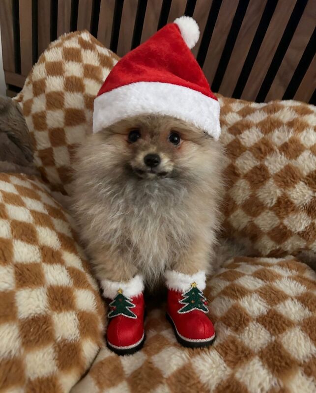 Pomeranian puppies for sale in Bedford, Bedfordshire – 12 weeks old - Image 6 of 15