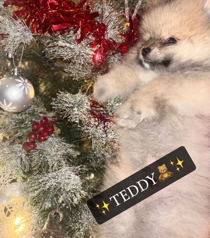 Pomeranian puppies for sale in Bedford, Bedfordshire – 12 weeks old - Image 7 of 15