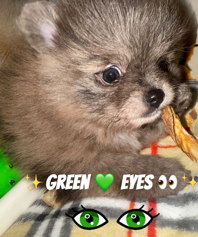 Pomeranian puppies for sale in Bedford, Bedfordshire – 12 weeks old - Image 8 of 15