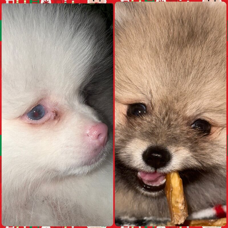 Pomeranian puppies for sale in Bedford, Bedfordshire – 12 weeks old - Image 10 of 15