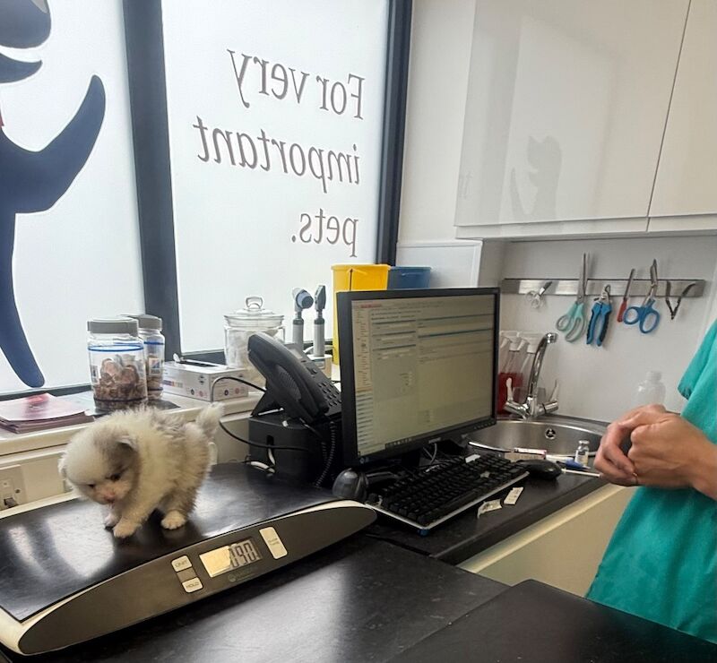 Pomeranian puppies for sale in Bedford, Bedfordshire – 12 weeks old - Image 11 of 15