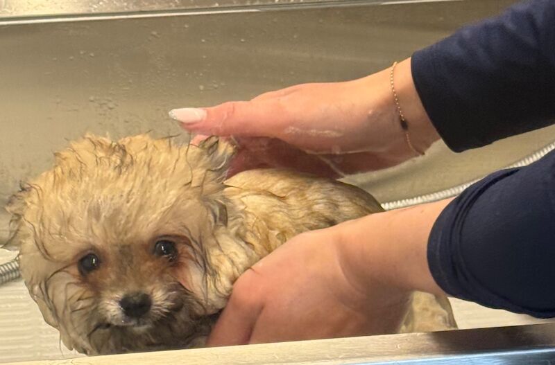 Pomeranian puppies for sale in Bedford, Bedfordshire – 12 weeks old - Image 12 of 15