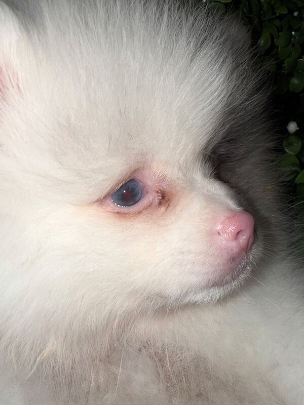 Pomeranian puppies for sale in Bedford, Bedfordshire – 12 weeks old - Image 13 of 15