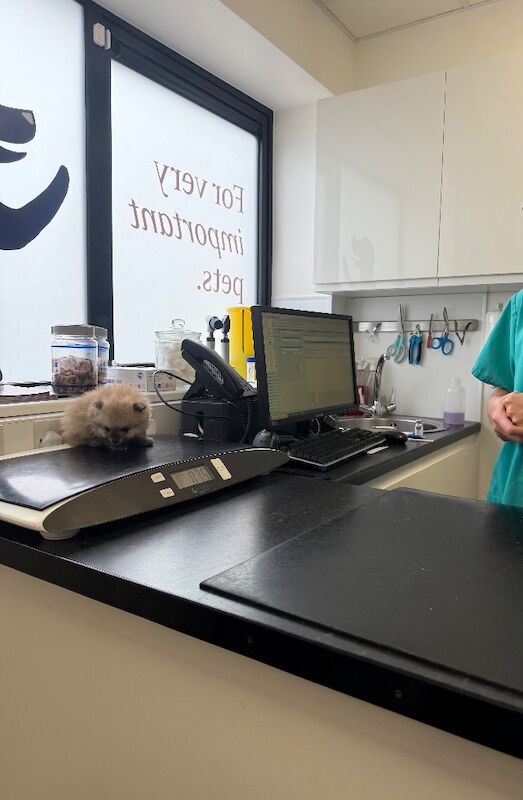 Pomeranian puppies for sale in Bedford, Bedfordshire – 12 weeks old - Image 14 of 15