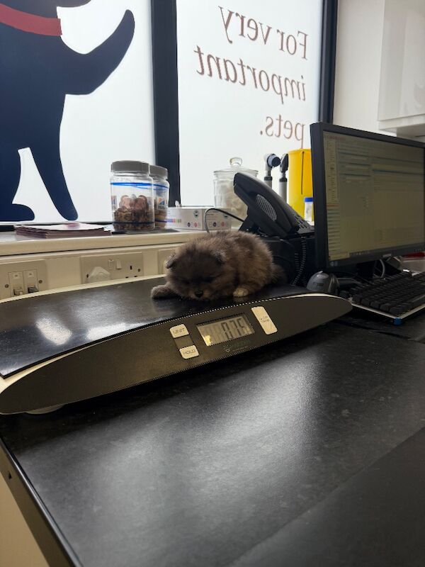 Pomeranian puppies for sale in Bedford, Bedfordshire – 12 weeks old - Image 15 of 15