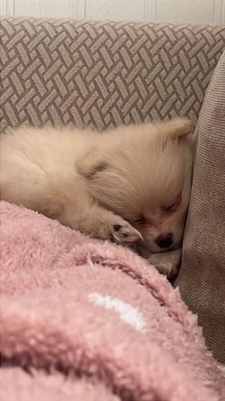 Last little girl looking for her forever home - Image 2 of 3