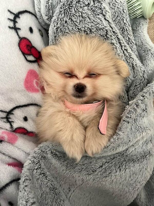 Last little girl looking for her forever home - Image 3 of 3