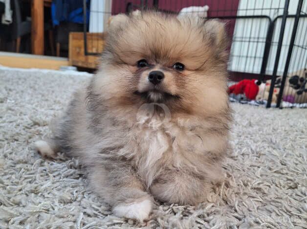 Pomeranian puppies for sale in Alconbury Weston, Cambridgeshire – 1 year old - Image 1 of 5