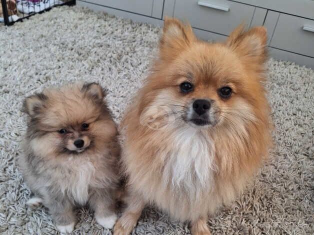 Pomeranian puppies for sale in Alconbury Weston, Cambridgeshire – 1 year old - Image 2 of 5