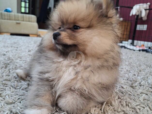Pomeranian puppies for sale in Alconbury Weston, Cambridgeshire – 1 year old - Image 3 of 5