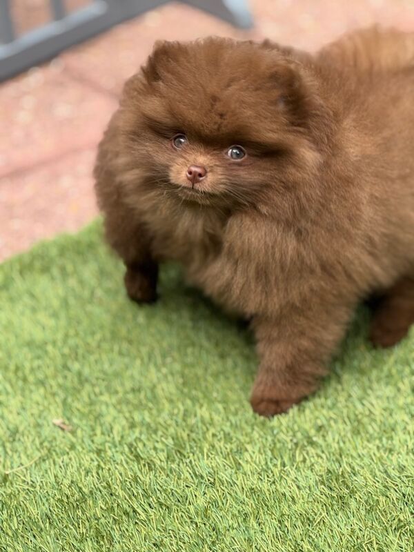 Pomeranian puppies for sale in Croydon, Greater London – 11 weeks old
