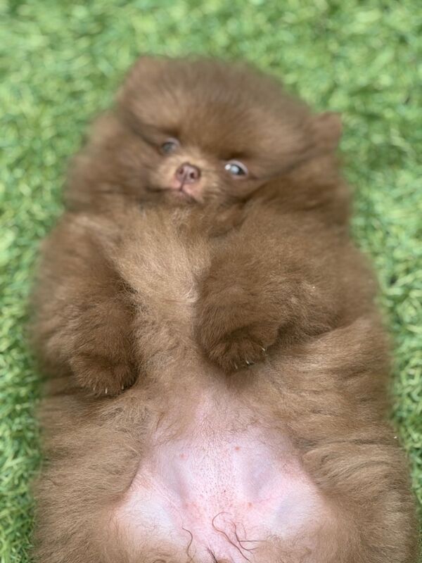 Pomeranian puppies for sale in Croydon, Greater London – 11 weeks old - Image 2 of 12