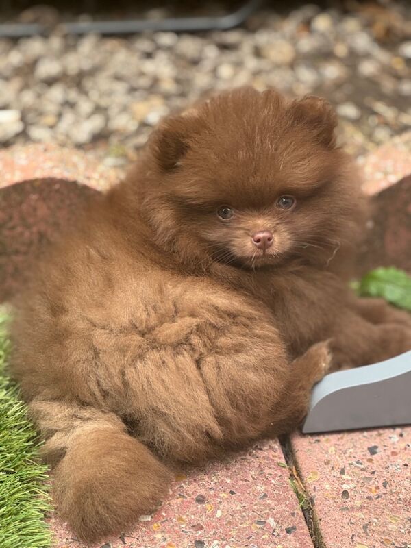 Pomeranian puppies for sale in Croydon, Greater London – 11 weeks old - Image 3 of 12