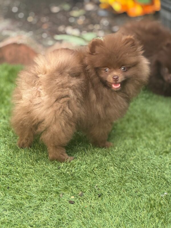 Pomeranian puppies for sale in Croydon, Greater London – 11 weeks old - Image 4 of 12