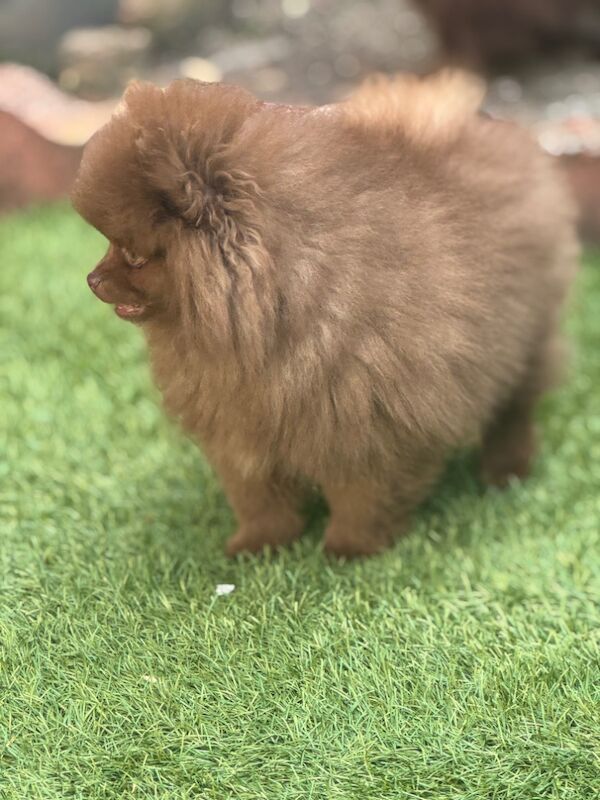 Pomeranian puppies for sale in Croydon, Greater London – 11 weeks old - Image 5 of 12