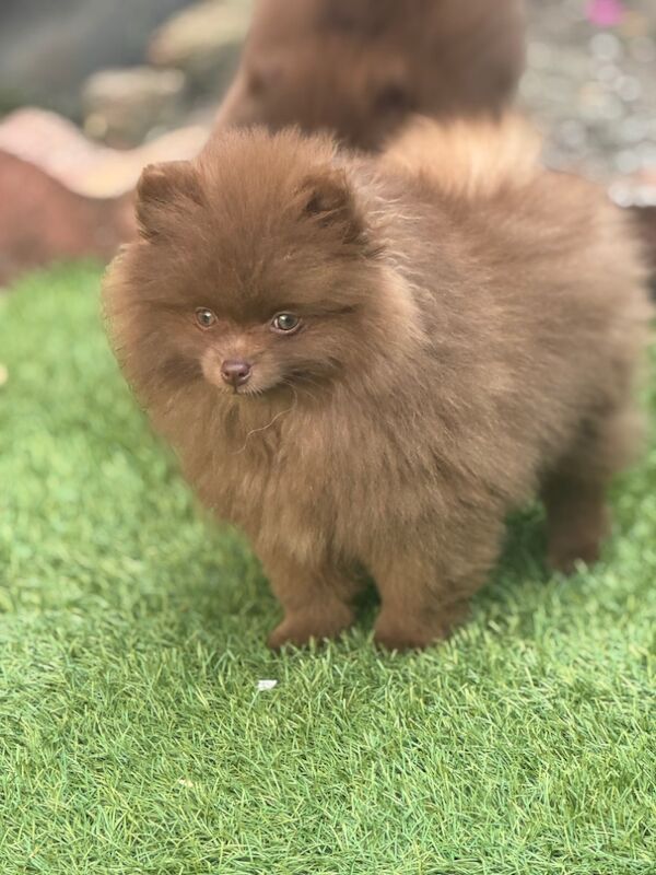 Pomeranian puppies for sale in Croydon, Greater London – 11 weeks old - Image 6 of 12