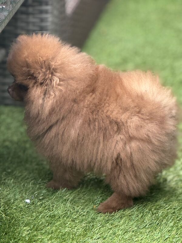 Pomeranian puppies for sale in Croydon, Greater London – 11 weeks old - Image 7 of 12