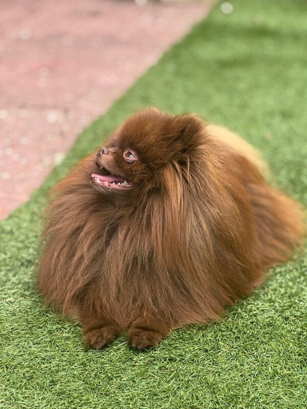 Pomeranian puppies for sale in Croydon, Greater London – 11 weeks old - Image 8 of 12