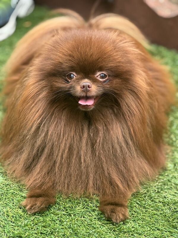 Pomeranian puppies for sale in Croydon, Greater London – 11 weeks old - Image 9 of 12