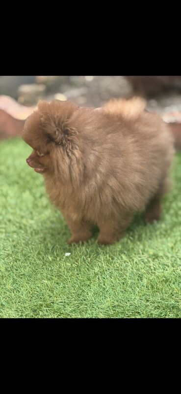 Pomeranian puppies for sale in Croydon, Greater London – 11 weeks old - Image 10 of 12