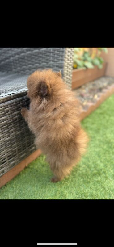 Pomeranian puppies for sale in Croydon, Greater London – 11 weeks old - Image 11 of 12