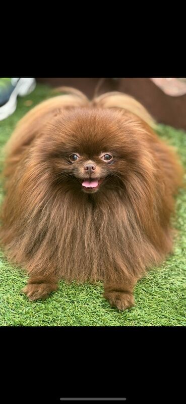 Pomeranian puppies for sale in Croydon, Greater London – 11 weeks old - Image 12 of 12