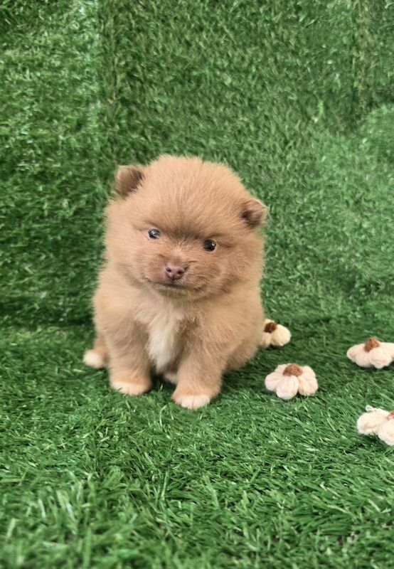 Pomeranian puppies for sale in Tonbridge, Kent – 7 weeks old - Image 3 of 15