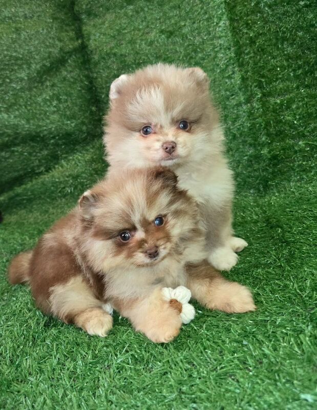 Pomeranian puppies for sale in Tonbridge, Kent – 7 weeks old - Image 4 of 15