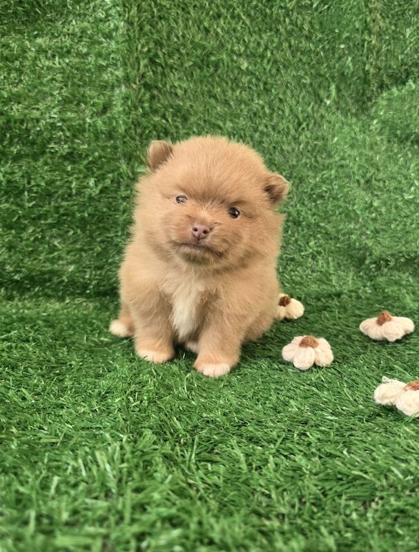 Pomeranian puppies for sale in Tonbridge, Kent – 7 weeks old - Image 5 of 15