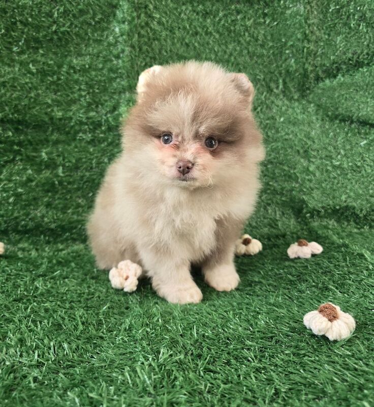 Pomeranian puppies for sale in Tonbridge, Kent – 7 weeks old - Image 6 of 15