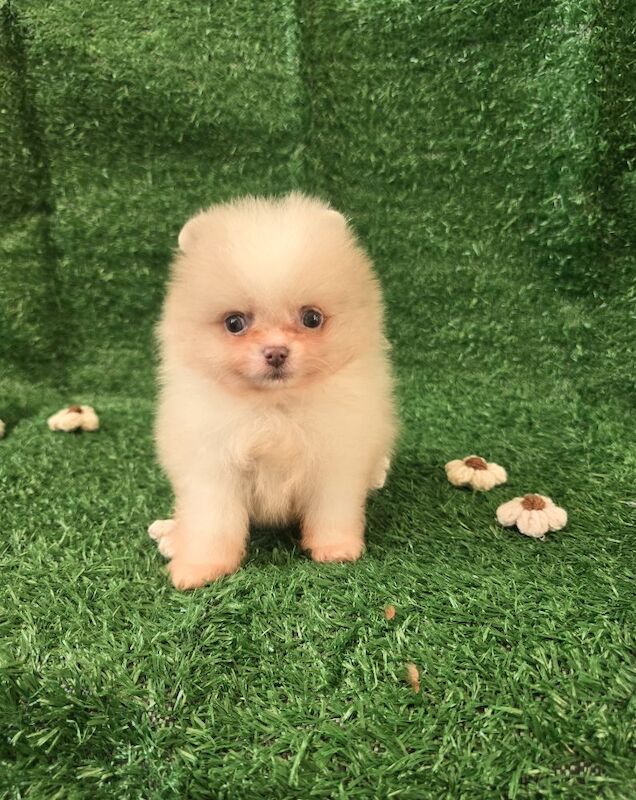 Pomeranian puppies for sale in Tonbridge, Kent – 7 weeks old - Image 7 of 15