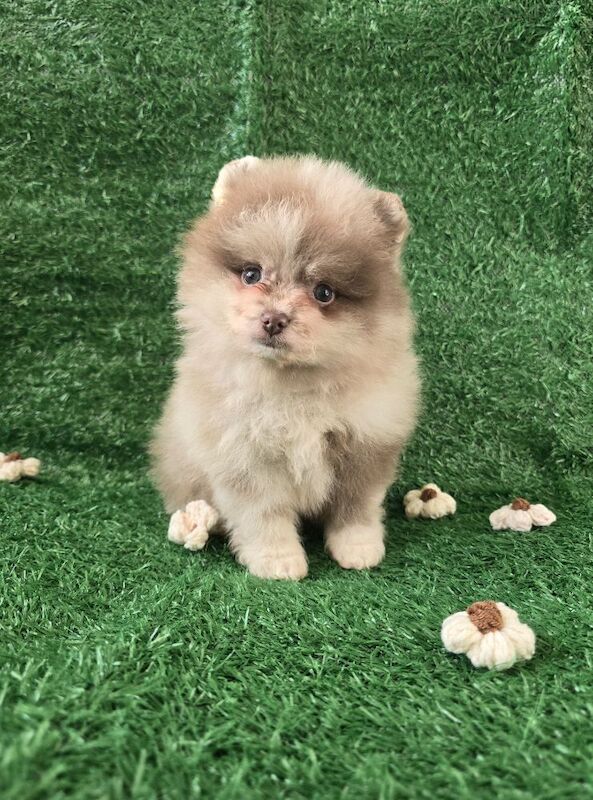 Pomeranian puppies for sale in Tonbridge, Kent – 7 weeks old - Image 8 of 15