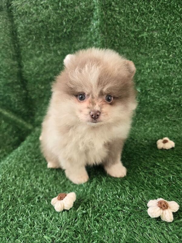 Pomeranian puppies for sale in Tonbridge, Kent – 7 weeks old - Image 9 of 15