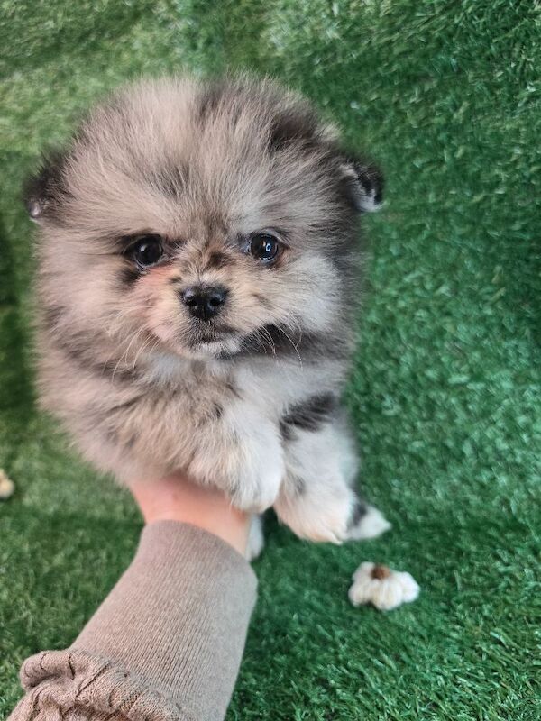 Pomeranian puppies for sale in Tonbridge, Kent – 7 weeks old - Image 10 of 15