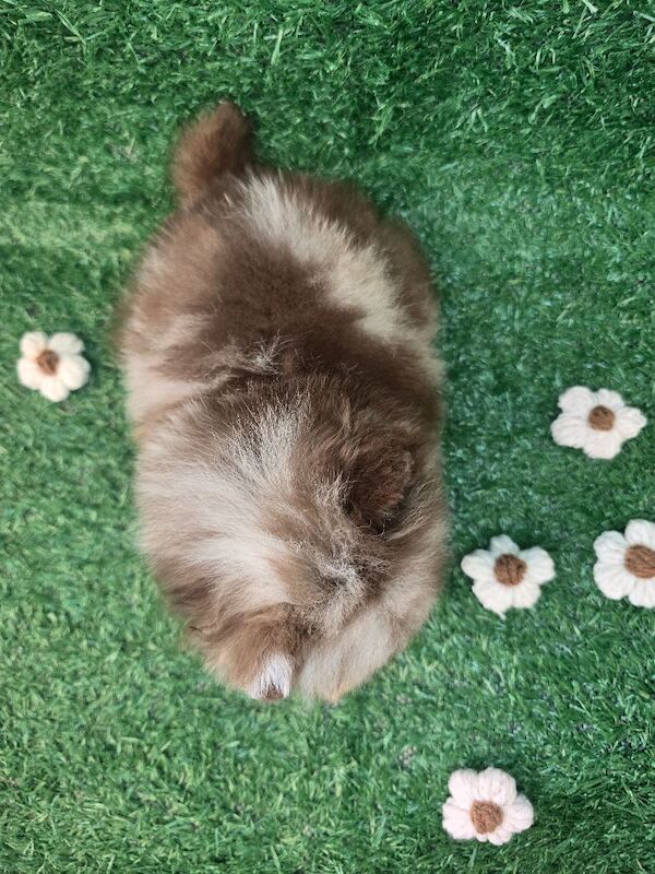 Pomeranian puppies for sale in Tonbridge, Kent – 7 weeks old - Image 11 of 15