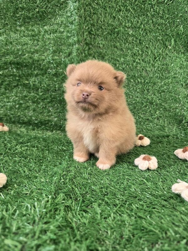 Pomeranian puppies for sale in Tonbridge, Kent – 7 weeks old - Image 12 of 15
