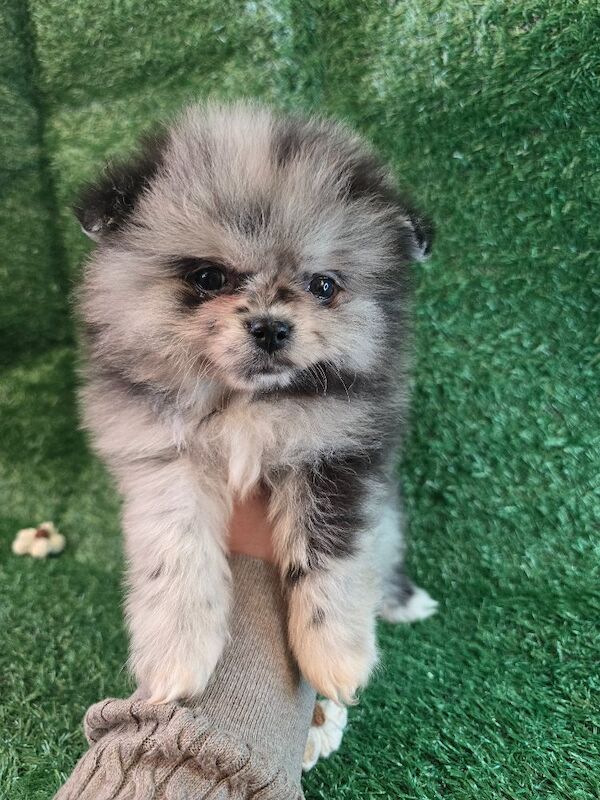 Pomeranian puppies for sale in Tonbridge, Kent – 7 weeks old - Image 14 of 15