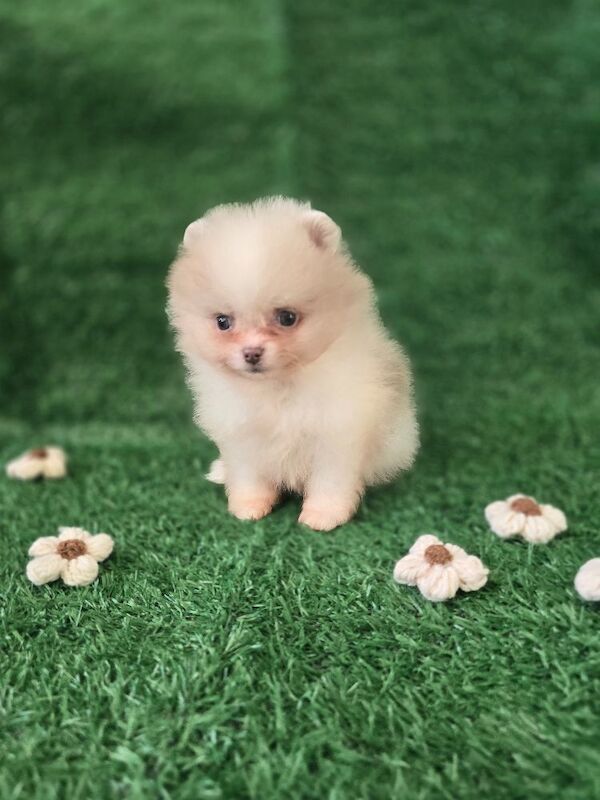 Pomeranian puppies for sale in Tonbridge, Kent – 7 weeks old - Image 15 of 15