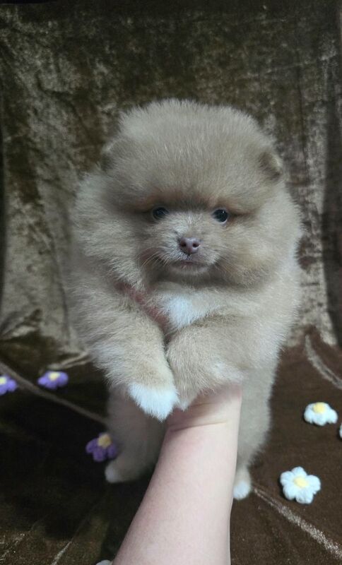 Pomeranian puppies for sale in Tonbridge, Kent – 10 weeks old