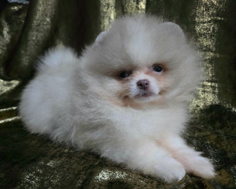 Pomeranian puppies for sale in Tonbridge, Kent – 11 weeks old - Image 2 of 12