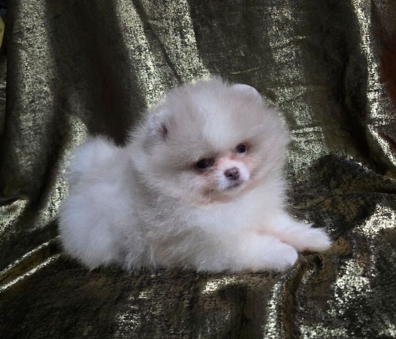 Pomeranian puppies for sale in Tonbridge, Kent – 11 weeks old - Image 4 of 12
