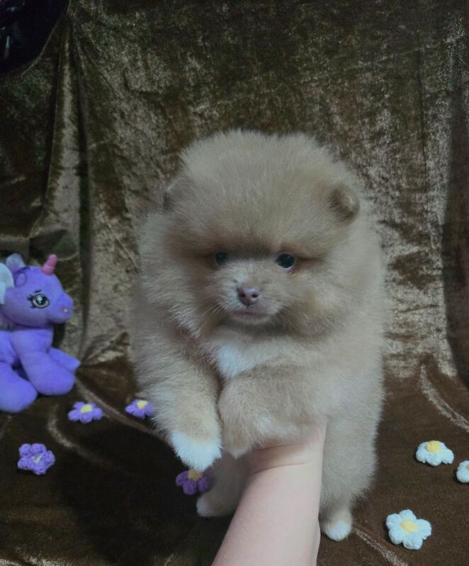 Pomeranian puppies for sale in Tonbridge, Kent – 11 weeks old - Image 6 of 12