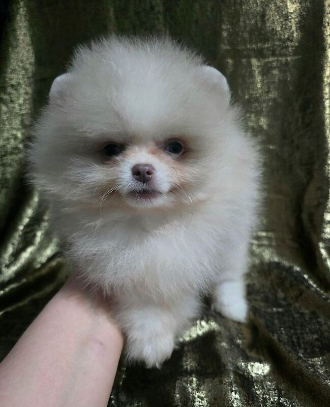 Pomeranian puppies for sale in Tonbridge, Kent – 11 weeks old - Image 7 of 12