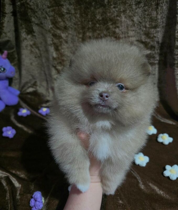 Pomeranian puppies for sale in Tonbridge, Kent – 11 weeks old - Image 8 of 12