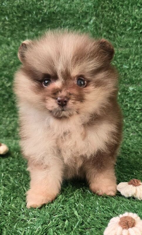 Pomeranian puppies for sale in Tonbridge, Kent – 11 weeks old - Image 9 of 12