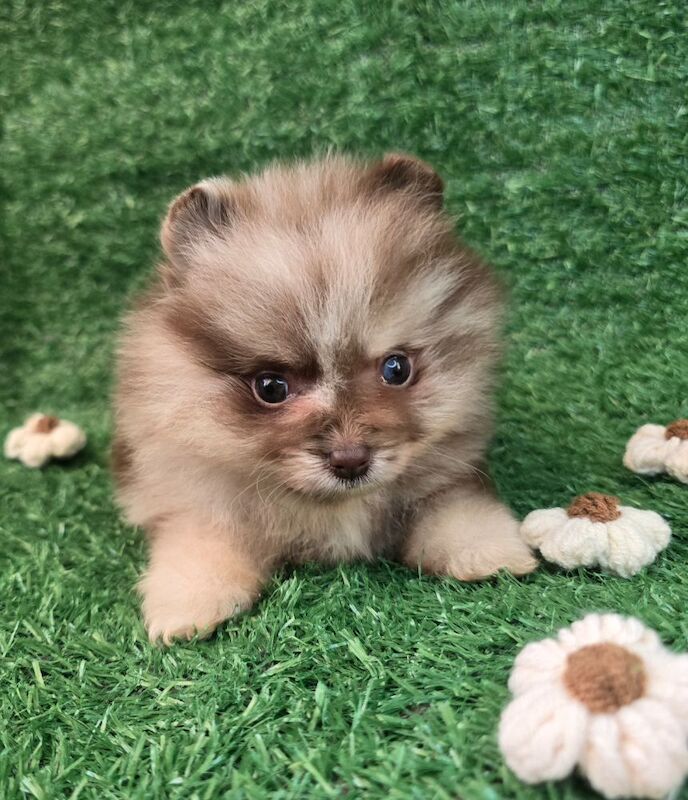 Pomeranian puppies for sale in Tonbridge, Kent – 11 weeks old - Image 11 of 12