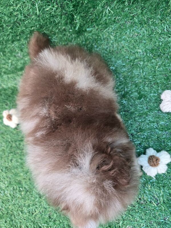 Pomeranian puppies for sale in Tonbridge, Kent – 11 weeks old - Image 12 of 12
