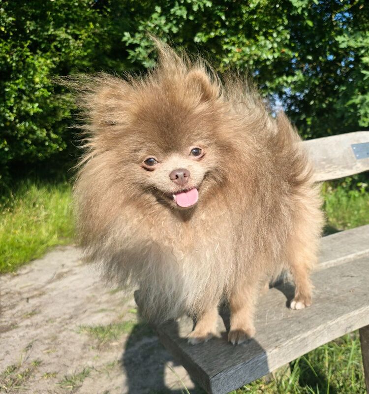 Lilac adult boy RKC registered - Image 3 of 5