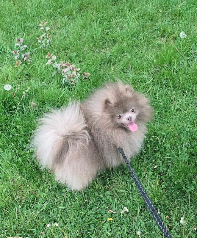 Lilac adult boy RKC registered - Image 4 of 5